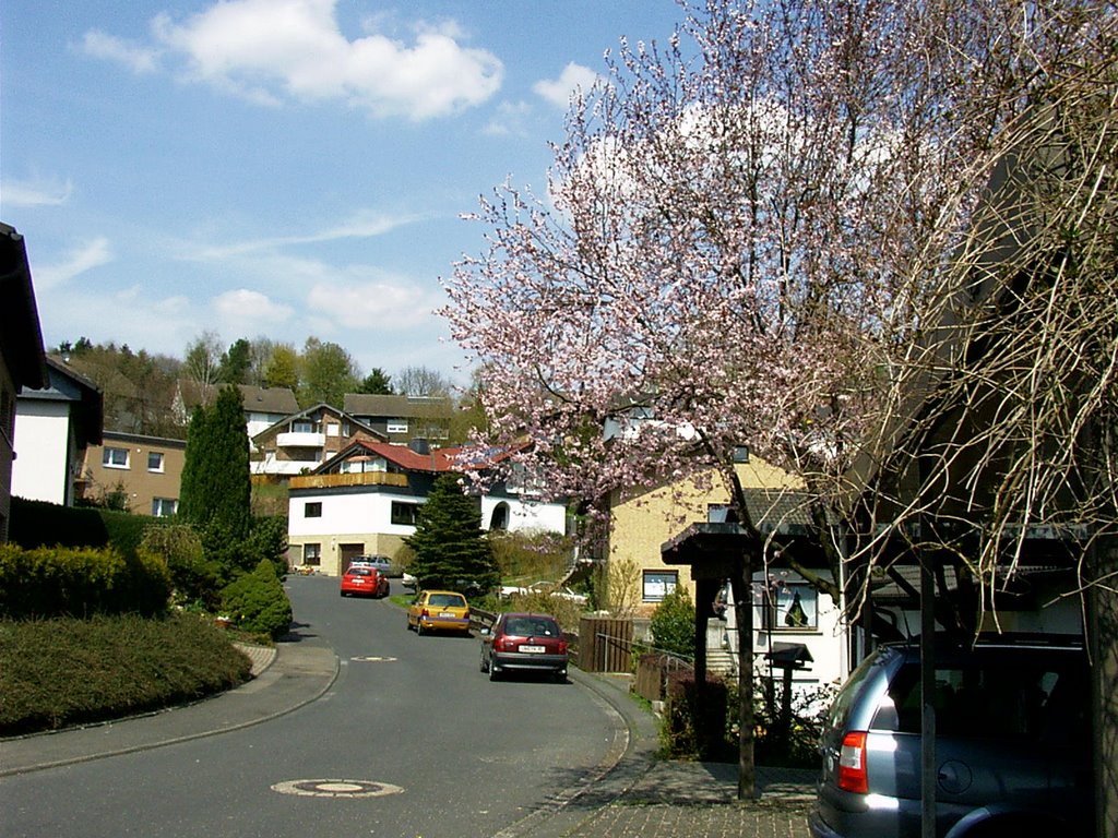 Morsbach-Frühling, Рейн