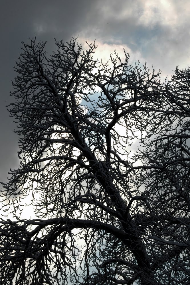 Tree of Death, Зиген