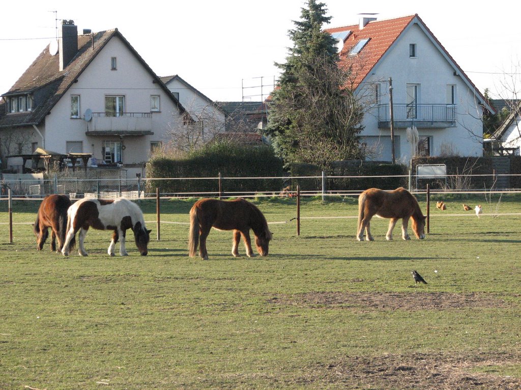 Pferde, Нидеркассель