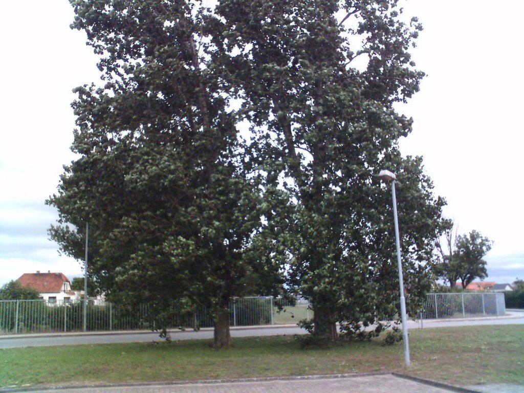 Ein Baum bei Wap-waschbär, Гарделеген