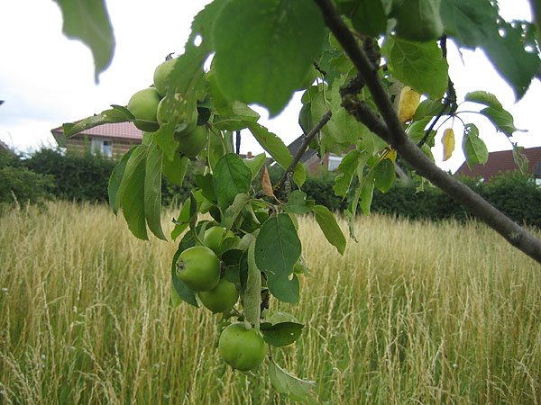 Apple farm in Lingen, Линген