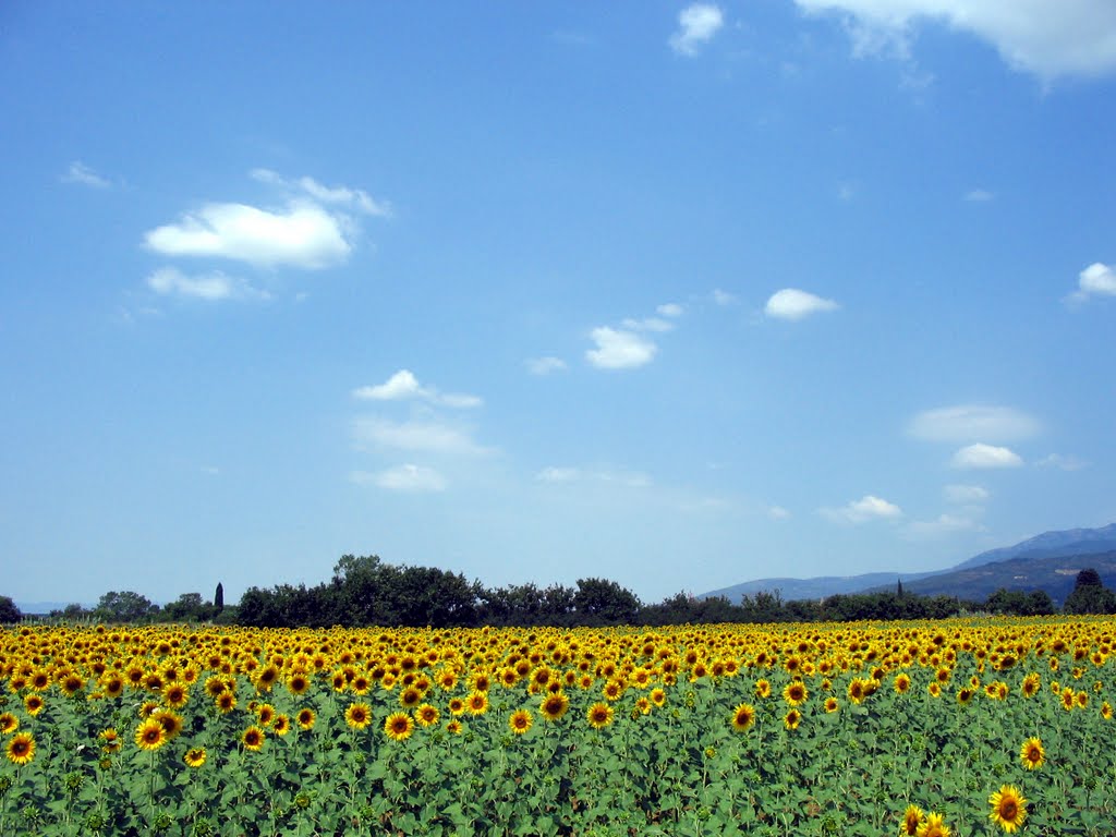 Sonnenblumenfeld, Антибе