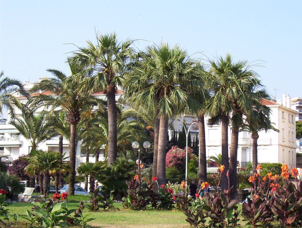 Cannes pálmafái / Palm trees of Cannes, Канны
