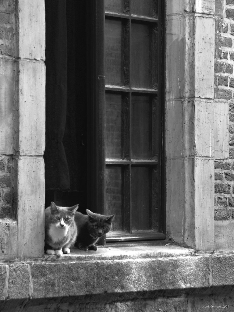 Deux chats  -  Rue Jean-Jacques Rousseau à Lille, Лилль