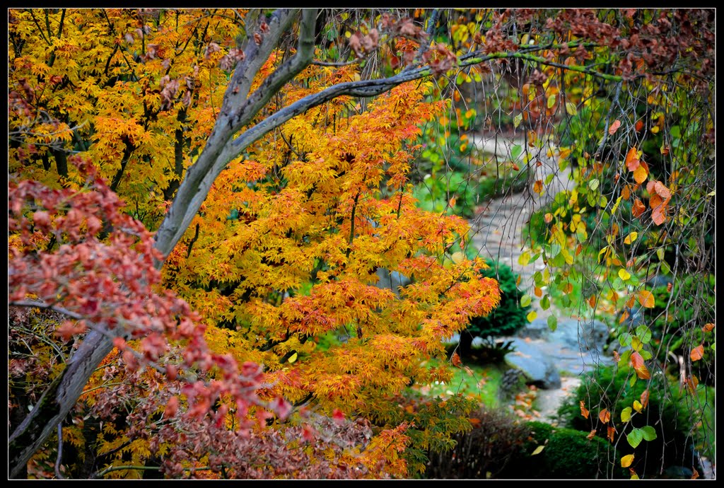 Dans les jardins du musée Albert Kahn, Кламарт