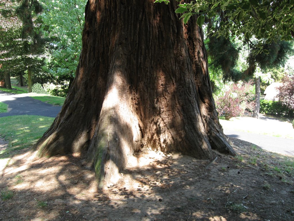 Giant Redwood, Гавр