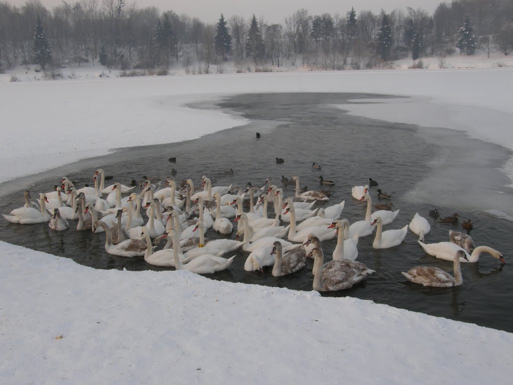 Zimní Stříbrné jezero, 1 (Winter Silver Like) - hejno labutí (flock of swans), Опава
