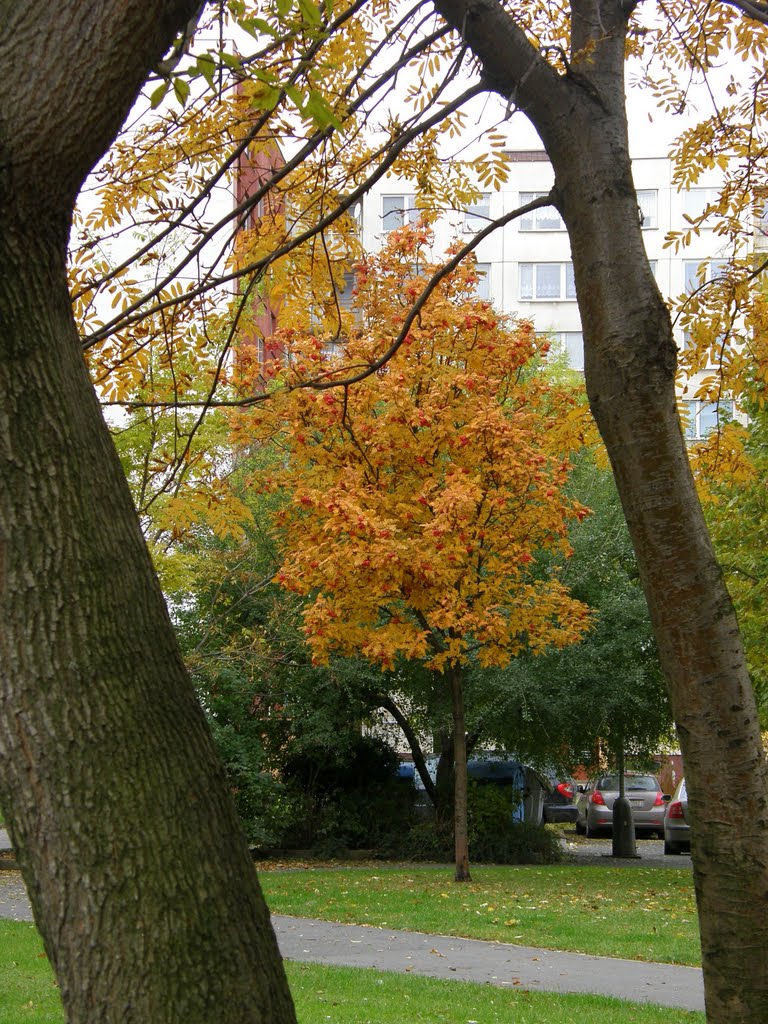 Podzim v Opavě (Autumn in Opava), 24, Опава
