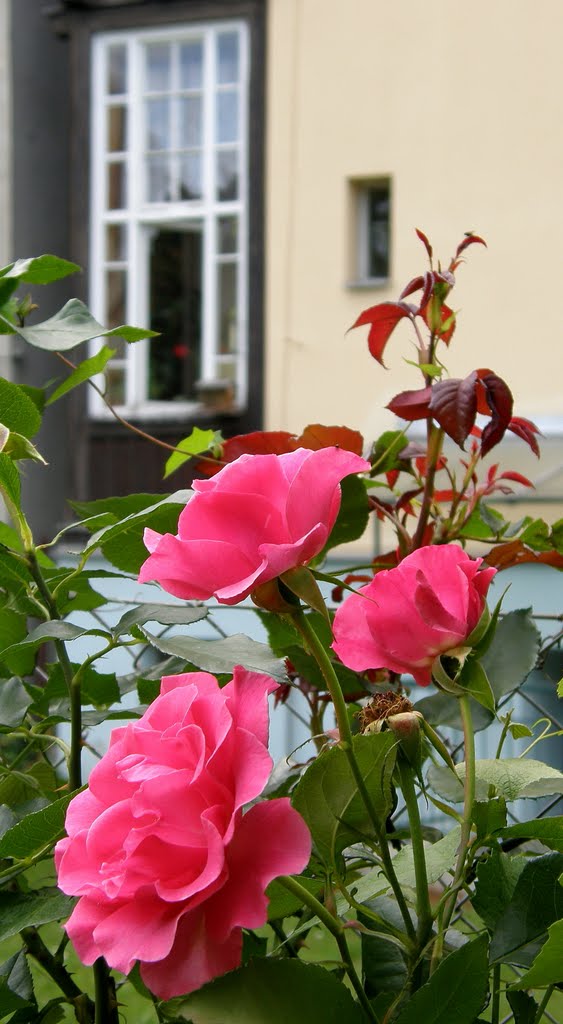 Květy čajové růže (Flowers of tea roses), Опава