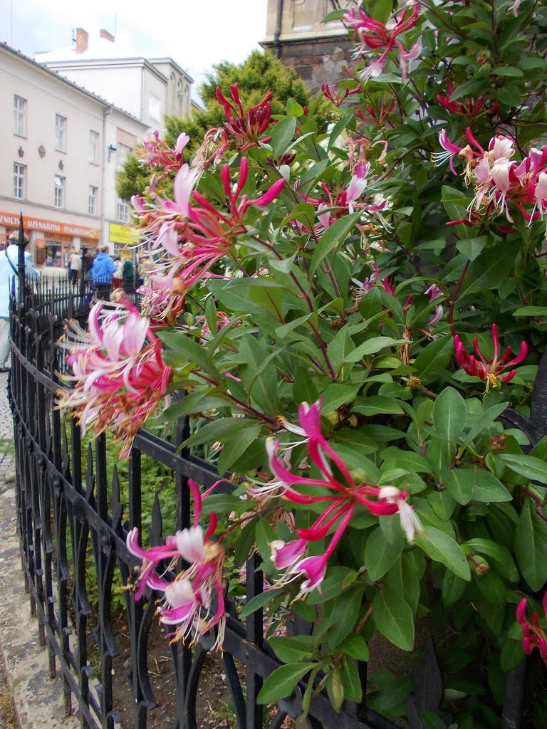 Květy exotického keře ve větru (Flowers of the exotic shrub in the wind) -- Zimolez - Lonicera; Honeysuckle; Rose of Jericho, Опава
