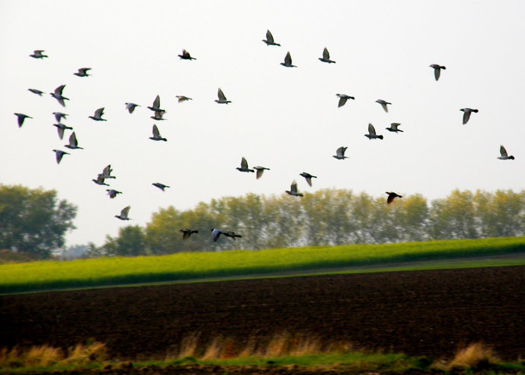 Letící hejno ptáků (A flock of birds flies), Опава