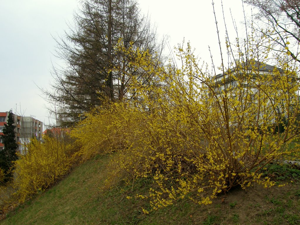 Rozkvetlé keře zlatého deště (Flowery bushes of the Golden rain - Forsythia suspensa), Опава
