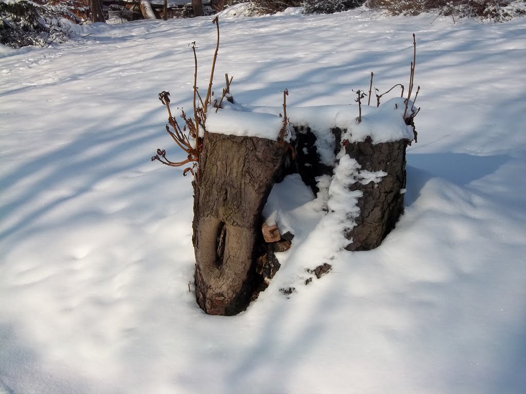 Stump in winter, Острава