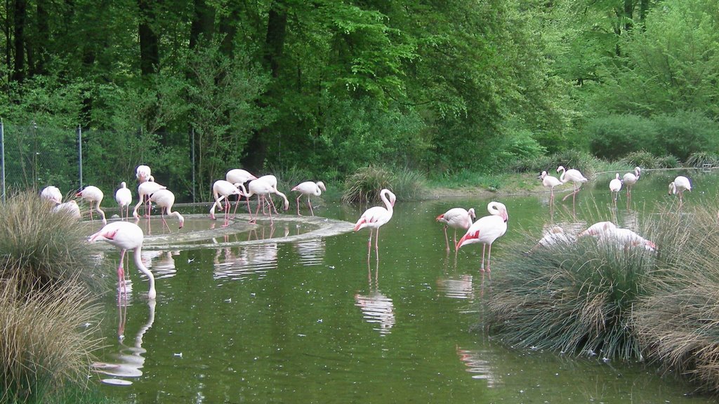 Bern / Tierpark Dählhölzli / New place for Flamingos, Берн