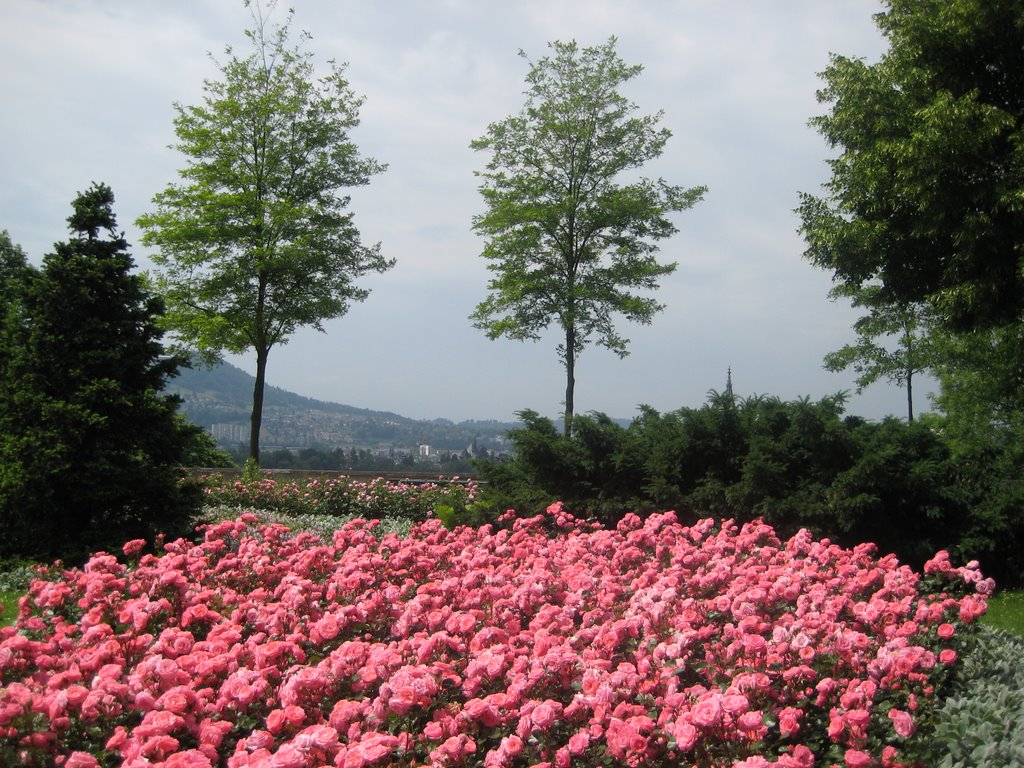 Bern - Rose Garden / Berna - Rosaleda, Кониц