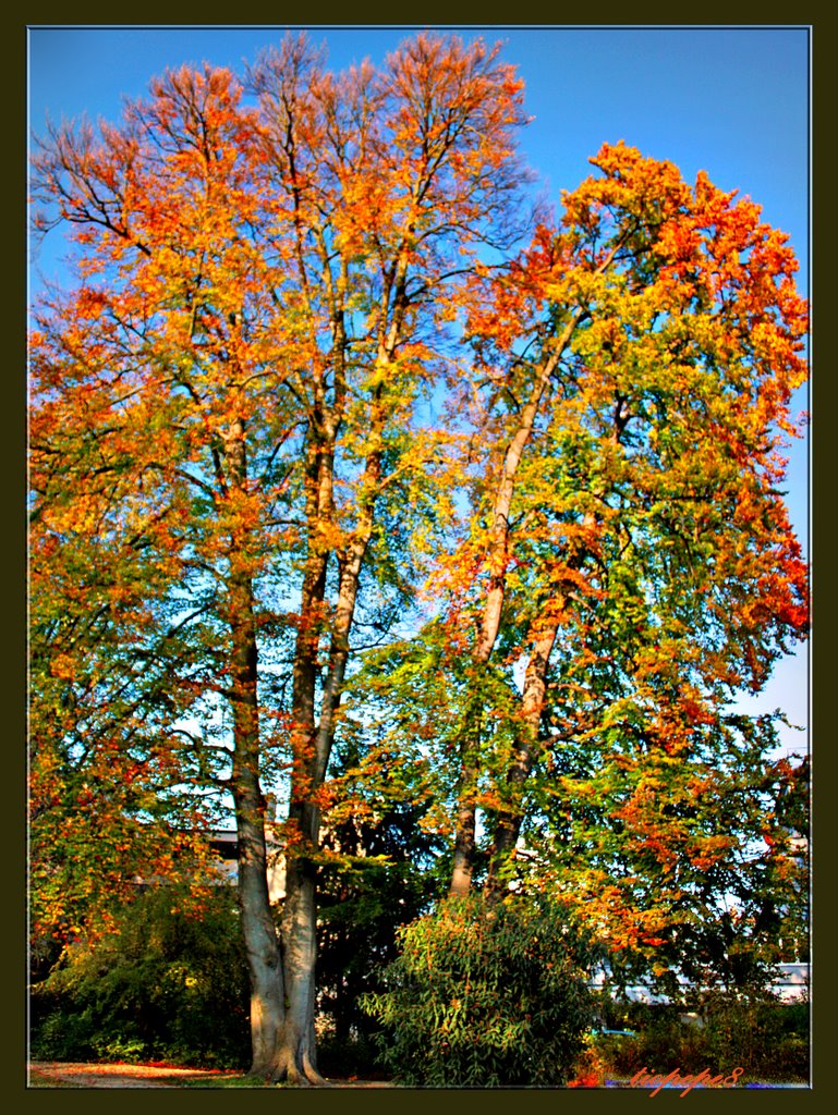 Herbst (otoño) (automne) in Winterthur, Винтертур