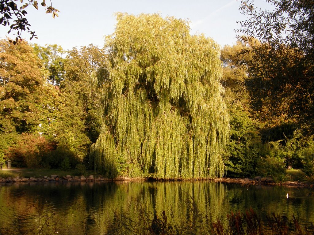 Willow in the Stadspark, Лунд