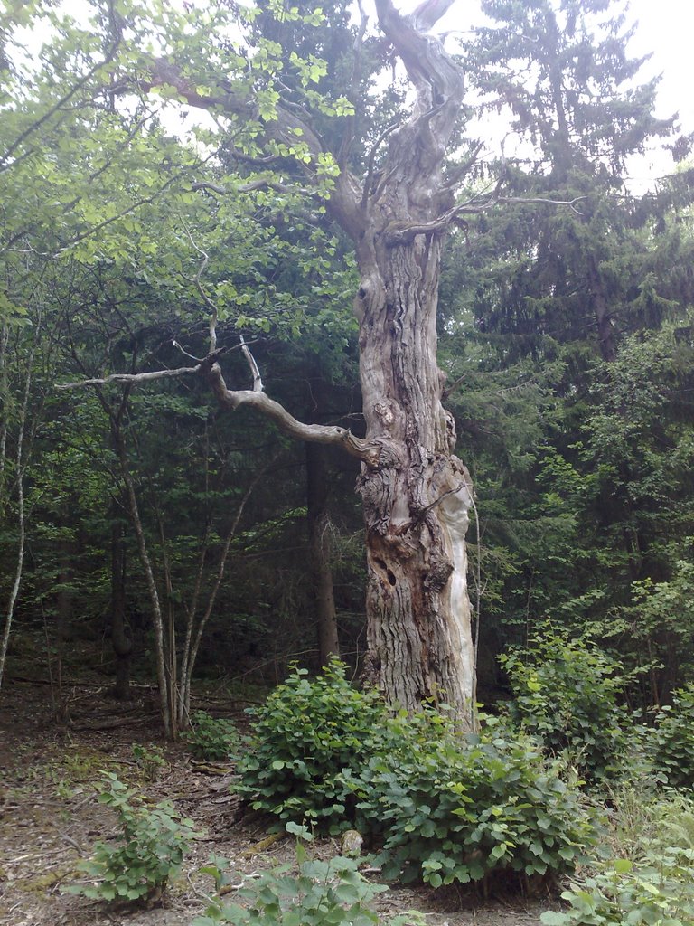 Gnarly Tree, Еребру