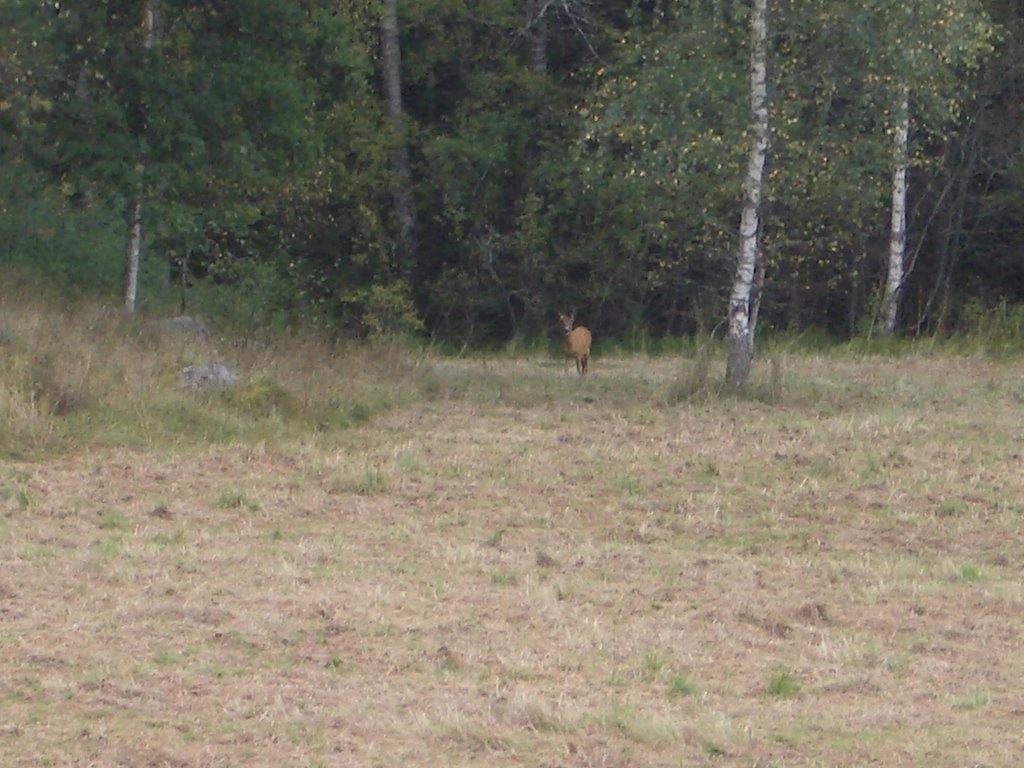 Deer in the meadow, Еребру