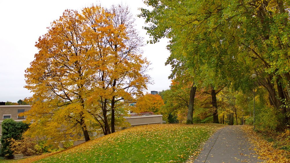 Autumn - Västra Skogen, Сольна