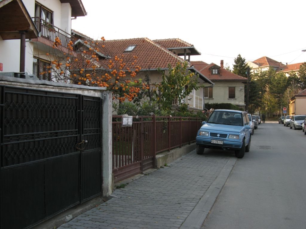 Kragujevac, ulica Branislava Nušića, japanska jabuka, Крагуевач