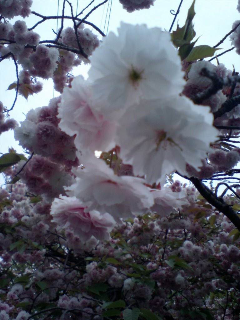 Cherry Blossom, Чинхэ