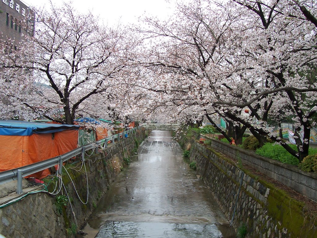 Cherry blossoms by canal in Jinhae, South Korea, Чинхэ