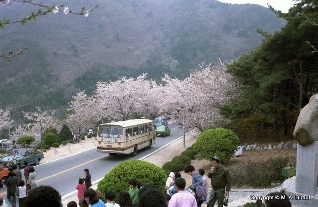 Cherry blossom near Jinhae, April 85 / 진해시, Чинхэ