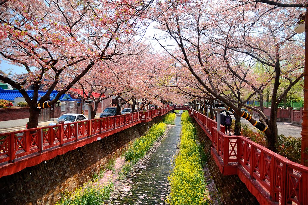 Jinhae-City cherry, Чинхэ