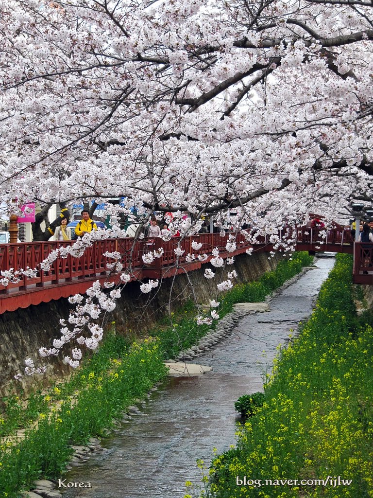 Cherry blossoms in Yeojwacheon, Jinhae 진해 여좌천 벚꽃, Чинхэ