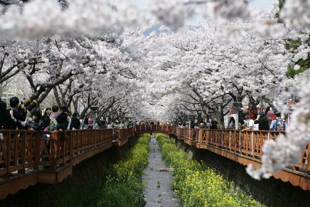 Cherry Blossoms, Jinhae, Чинхэ