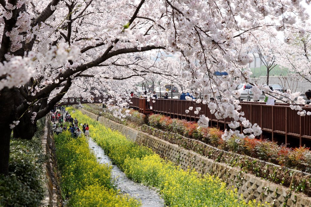Cherry Blossom Of Yeojwachun, Чинхэ