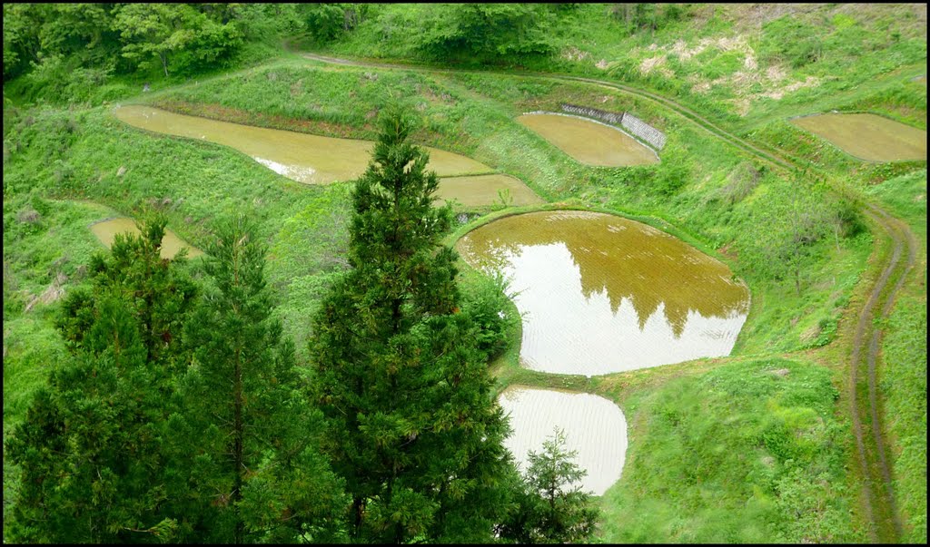 Ricefields at Ogawa Village (Spring), Ичиномия