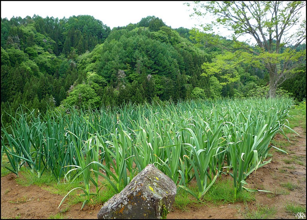 Green onion and garlic in Komagoe Hamlet, Ogawa Village, Ичиномия