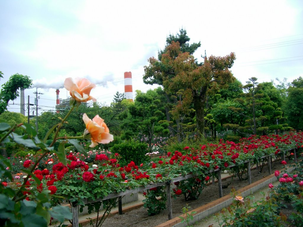 王子バラ園の美しい薔薇と煙突　（王子製紙工場内）, Касугаи