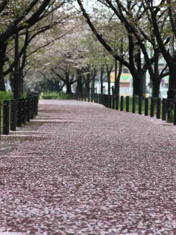 桜並木, Касугаи