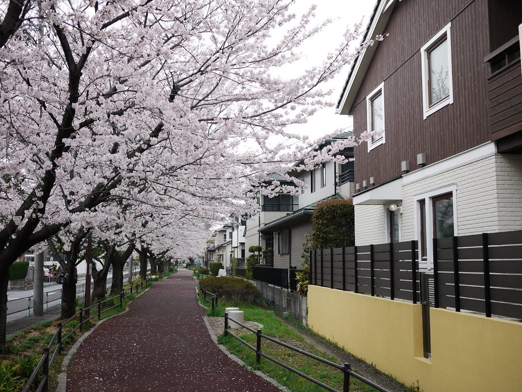 Sakura road, Касугаи