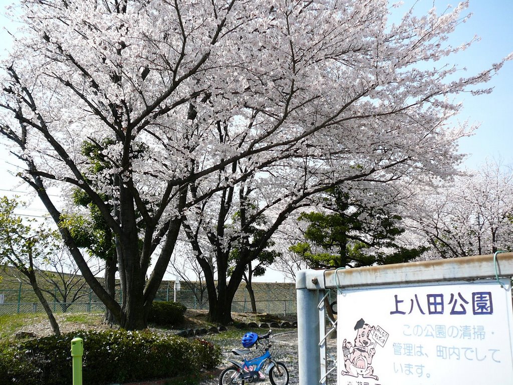 SAKURA　上八田公園の桜, Касугаи