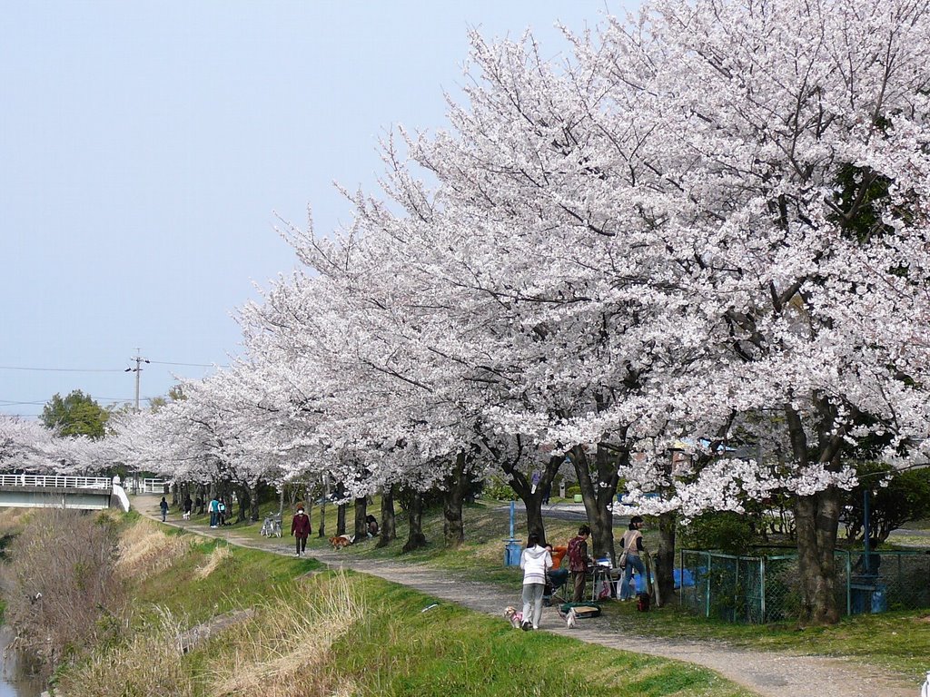 SAKURA　ふれあい緑道の桜, Касугаи