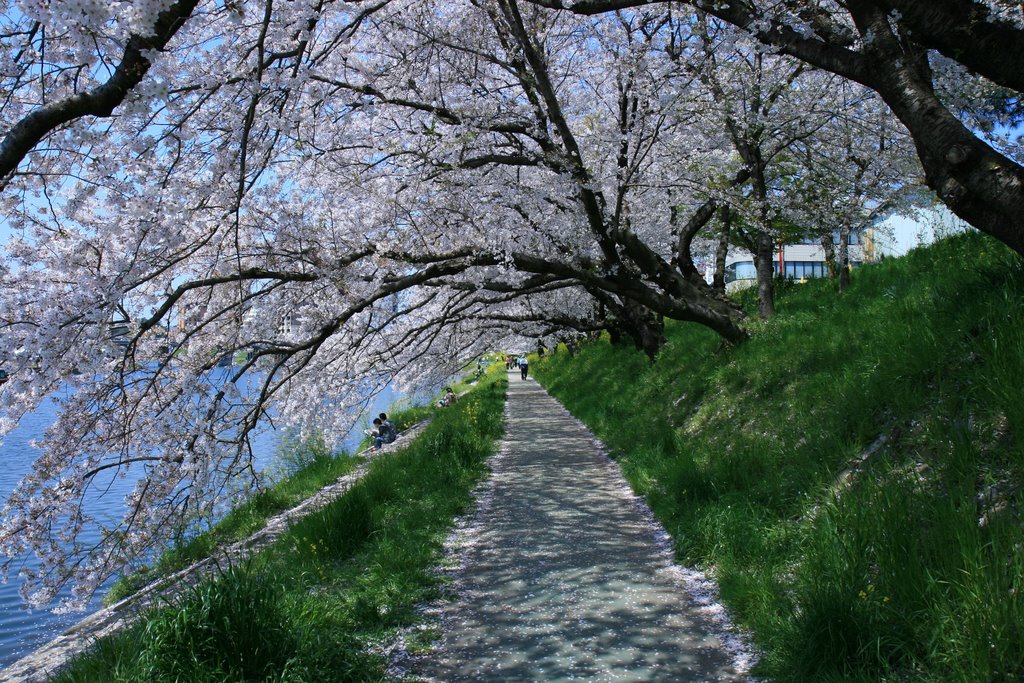 桜 (愛知県岡崎市菅生町), Оказаки