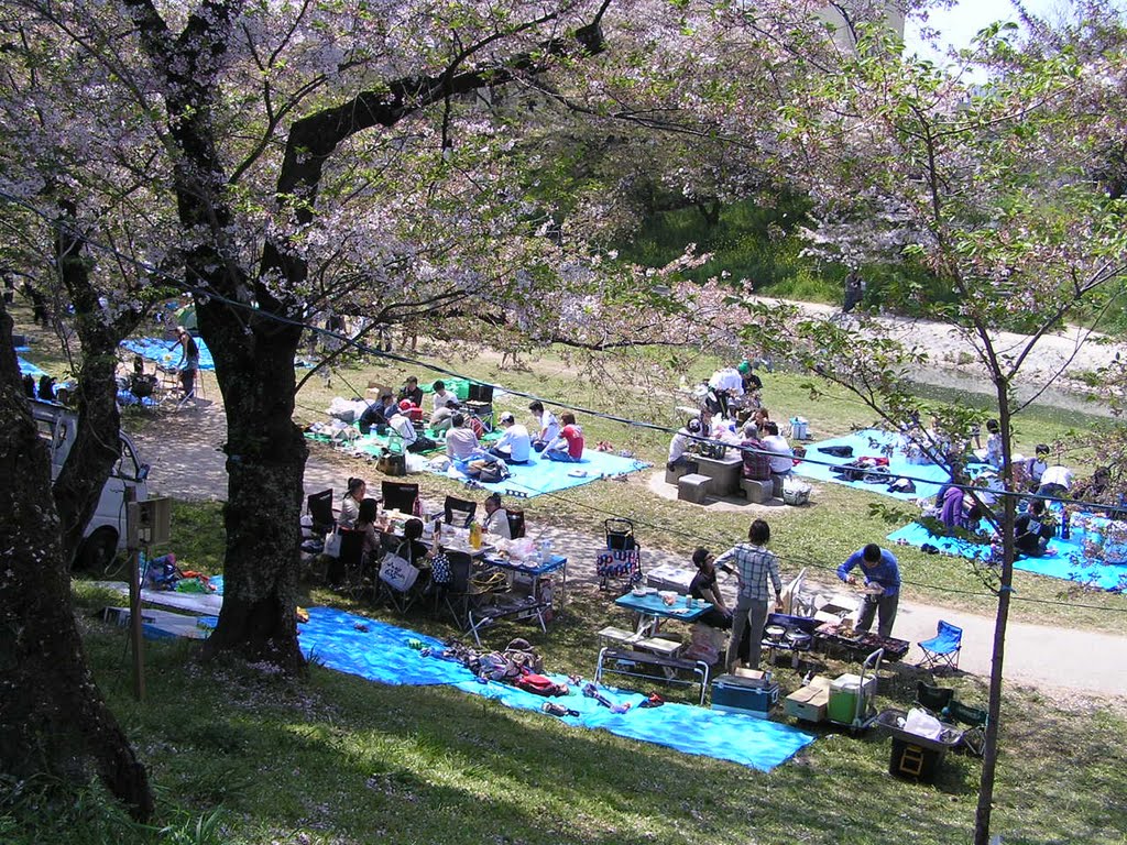 岡崎城公園お花見, Оказаки