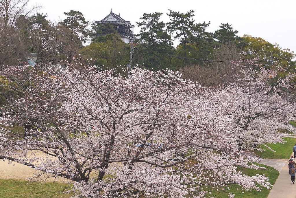 桜満開　国道１号からの岡崎城, Оказаки