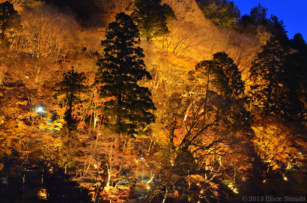 Iluminação no Korankei, Тойота