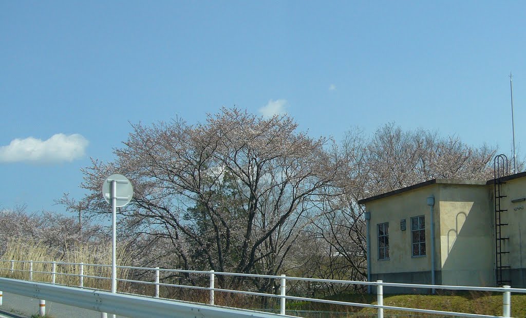 豊田市上下水道局高橋水源送水場の桜, Тойота