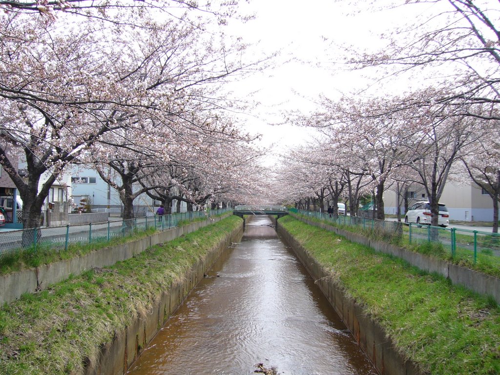 Row of cherry blossoms, Kusouzu river, Sotoasahikawa (外旭川、草生津川の桜並木), Акита
