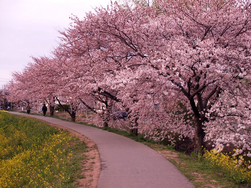 Cherry Trees, Ноширо