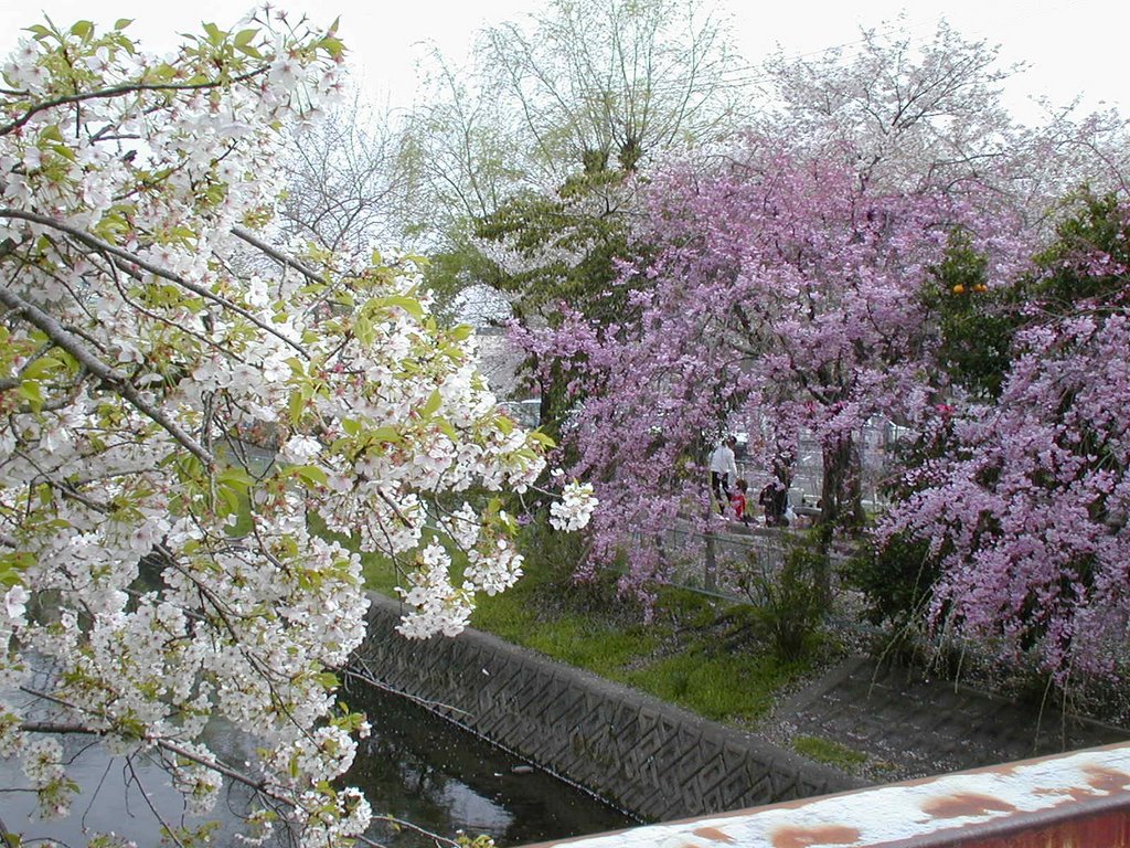 桜, Гифу
