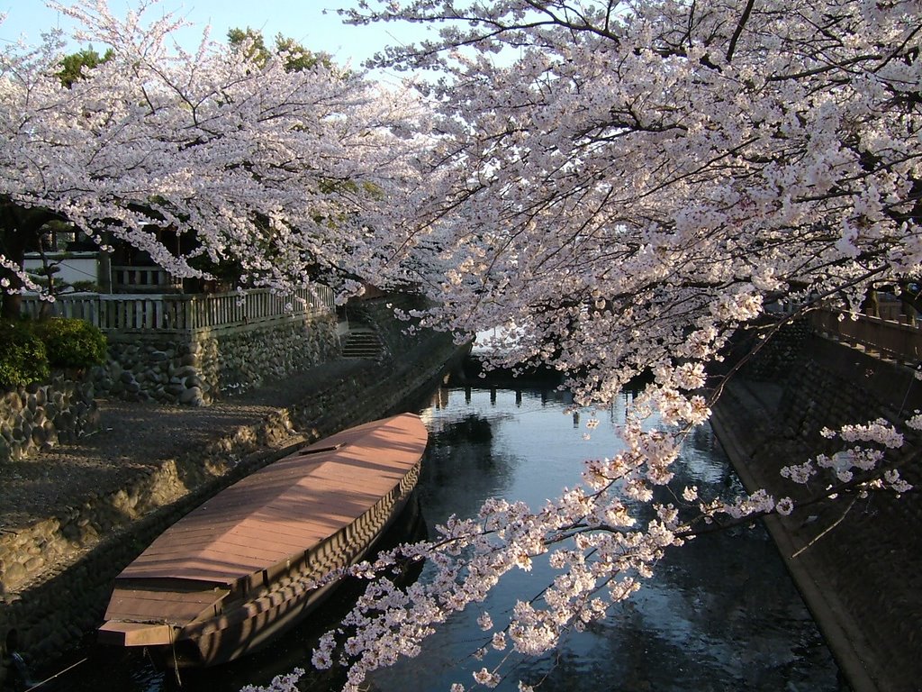 水門川の桜 / Cherry blossoms along the Suimongawa River, Огаки
