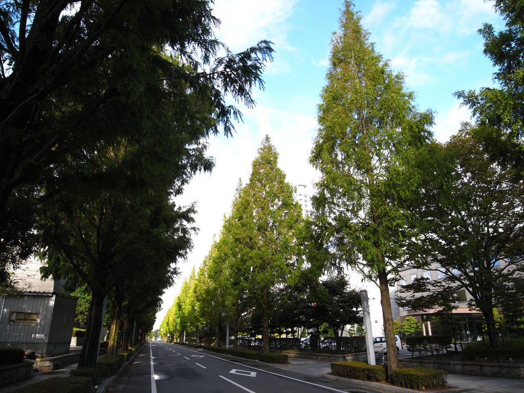 ソフトピアジャパン　南側の並木, Огаки