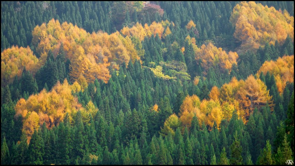 Green Cryptomerias and Yellow Larches, Мебаши